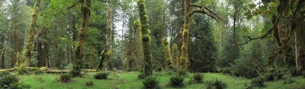 Forêt pluviale Hoh — Photo