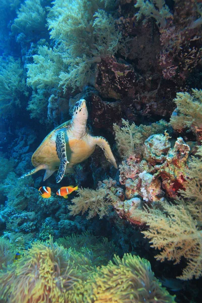 La vida marina en el mar rojo — Foto de Stock