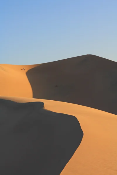 Піщані дюни — стокове фото