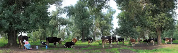 Mjölkaren och ko — Stockfoto