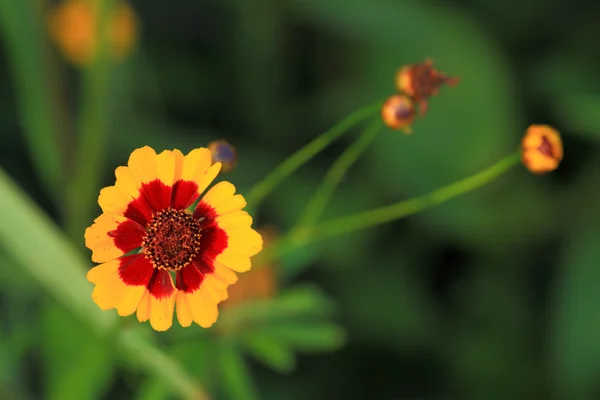 Літні квіти — стокове фото