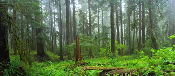 Forêt pluviale Hoh — Photo