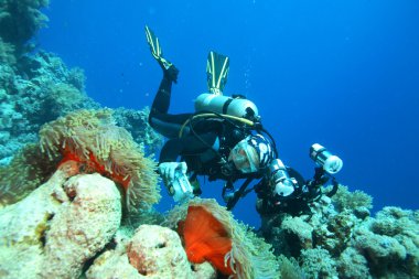Kızıl denizdeki deniz yaşamı