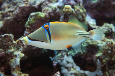 Kızıl denizdeki deniz yaşamı