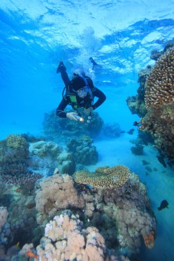 Kızıl denizdeki deniz yaşamı
