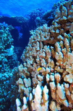 Kızıl denizdeki deniz yaşamı