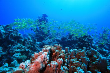 Kızıl denizdeki deniz yaşamı