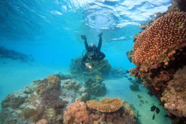 Kızıl denizdeki deniz yaşamı