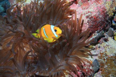 Kızıl denizdeki deniz yaşamı