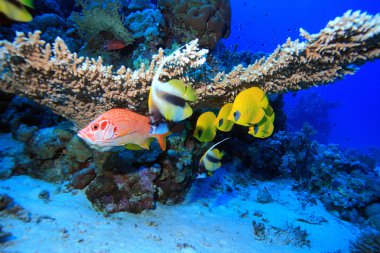 Kızıl denizdeki deniz yaşamı