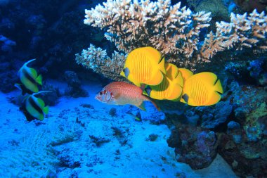 Kızıl denizdeki deniz yaşamı