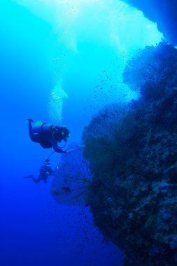 Kızıl denizdeki deniz yaşamı
