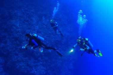 Kızıl denizdeki deniz yaşamı