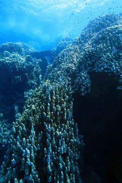 ชีวิตทางทะเลในทะเลแดง — ภาพถ่ายสต็อก
