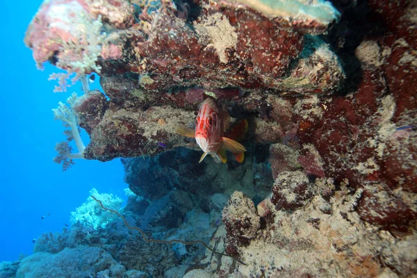 Marint liv i det röda havet — Stockfoto