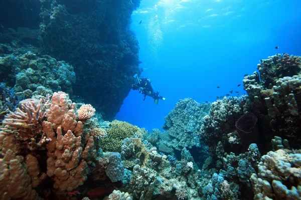 Marine Life in the Red Sea — Stock Photo, Image