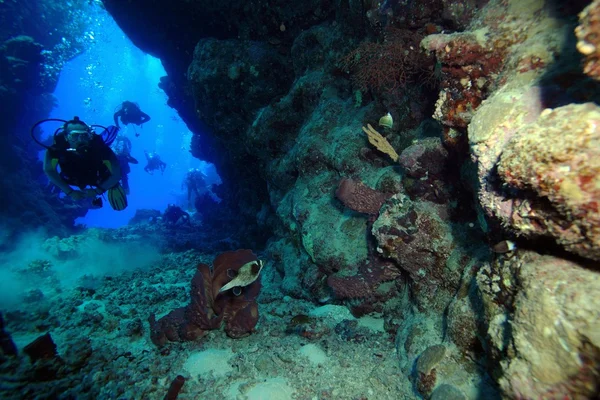 紅海での海洋生物 — ストック写真