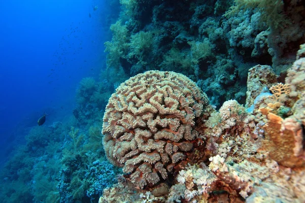 Kızıl denizdeki deniz yaşamı