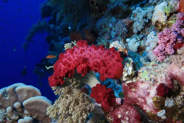 紅海での海洋生物 — ストック写真