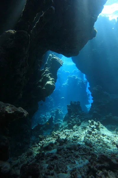 Kızıl denizdeki deniz yaşamı — Stok fotoğraf