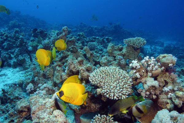 Vita marina nel mare rosso — Foto Stock