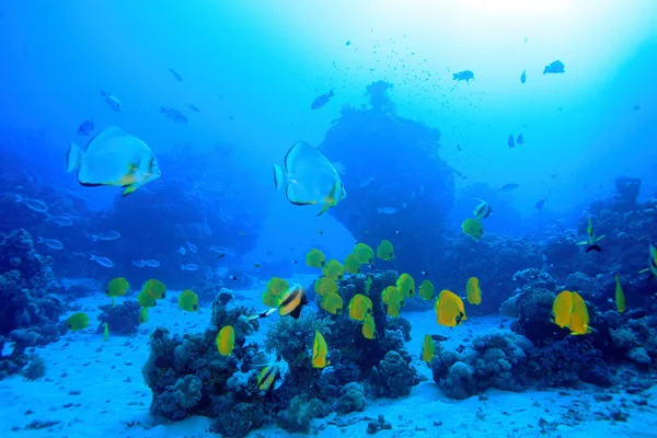 Marine Life in the Red Sea — Stock Photo, Image