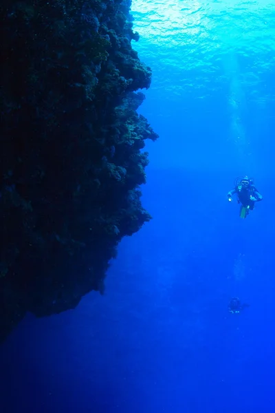 Marine Life in the Red Sea — Stock Photo, Image