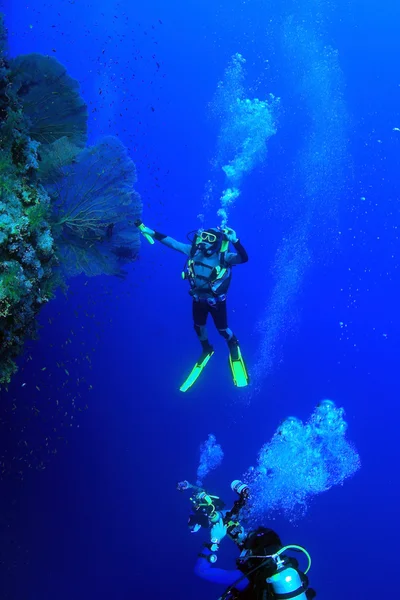 Marine Life in the Red Sea — Stock Photo, Image