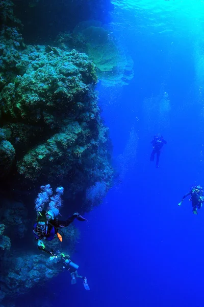 Marine Life in the Red Sea — Stock Photo, Image