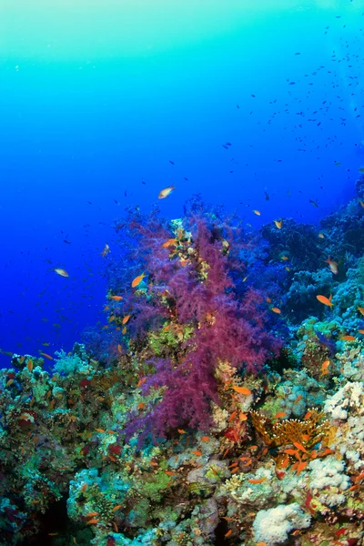 Vita marina nel mare rosso — Foto Stock