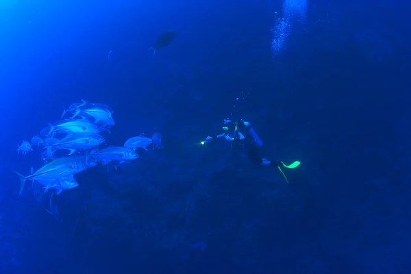 Marine Life in the Red Sea — Stock Photo, Image