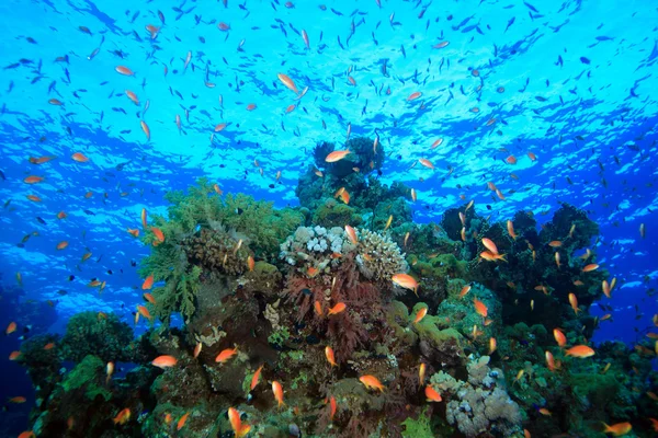 Marine Life in the Red Sea — Stock Photo, Image