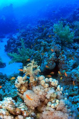 Kızıl denizdeki deniz yaşamı