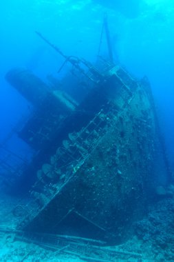 Kızıl denizdeki deniz yaşamı