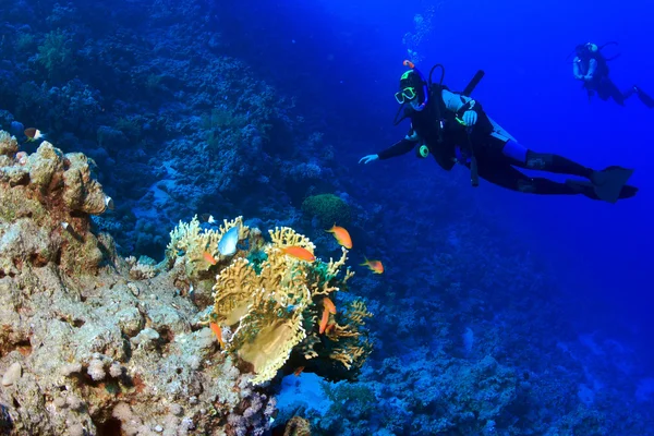 紅海での海洋生物 — ストック写真