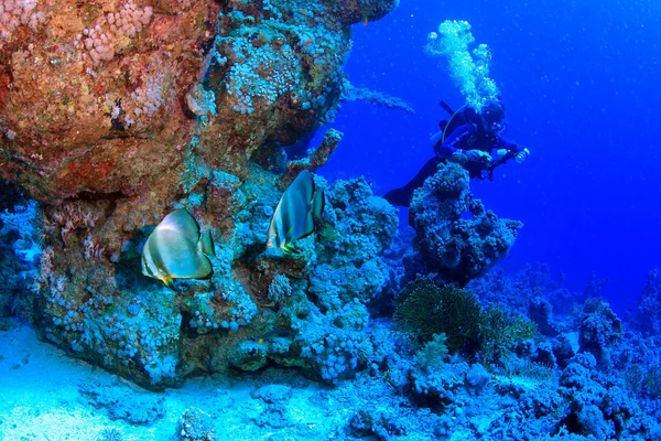 La vida marina en el mar rojo — Foto de Stock