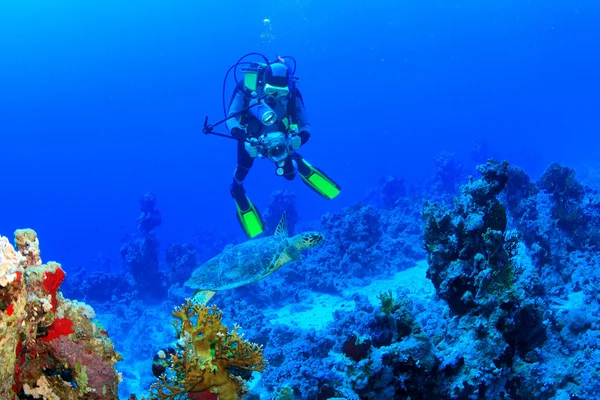 Морське життя в червоному морі — стокове фото