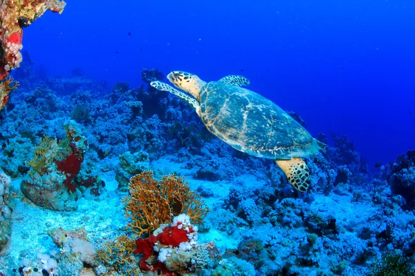 Marine Life in the Red Sea — Stock Photo, Image