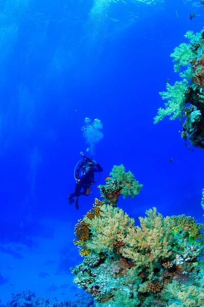 Marine Life in the Red Sea — Stock Photo, Image