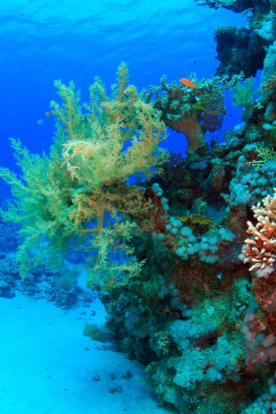 Marine Life in the Red Sea — Stock Photo, Image