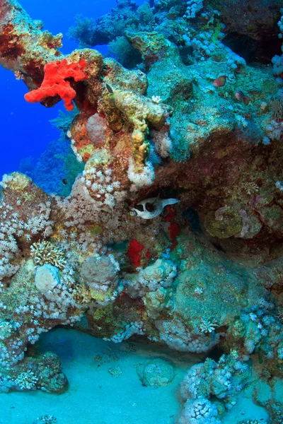 Vita marina nel mare rosso — Foto Stock