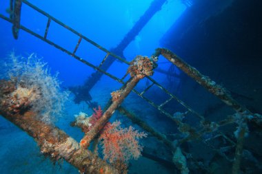 Kızıl denizdeki deniz yaşamı