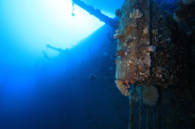Kızıl denizdeki deniz yaşamı