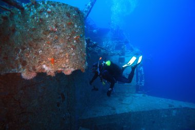 Kızıl denizdeki deniz yaşamı