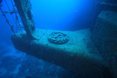 Kızıl denizdeki deniz yaşamı