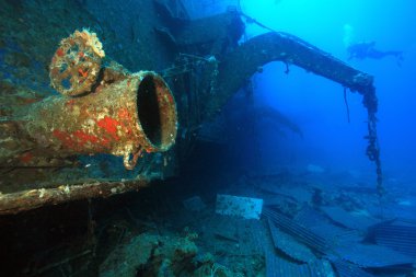 Kızıl denizdeki deniz yaşamı