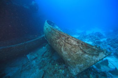 Kızıl denizdeki deniz yaşamı