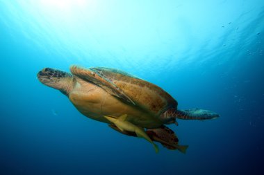 Kızıl denizdeki deniz yaşamı