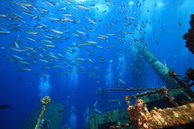 Kızıl denizdeki deniz yaşamı