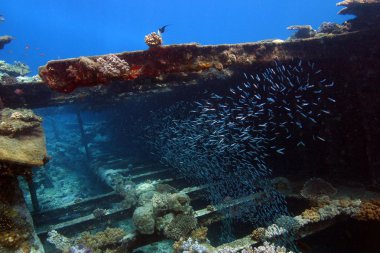 Kızıl denizdeki deniz yaşamı